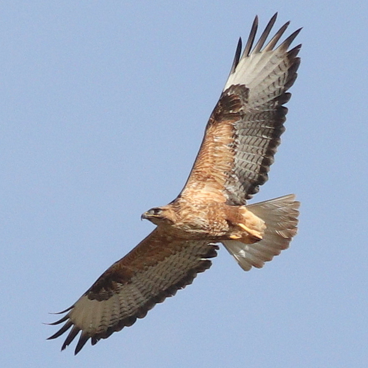 Long-legged Buzzard (Buteo rufinus)