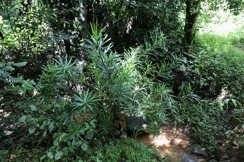 Dracaena usambarensis, photograph 1