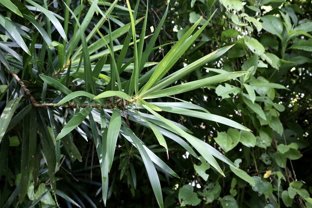 Dracaena usambarensis; photograph (c) Dr. Alexey Yakovlev, some rights reserved (CC BY)