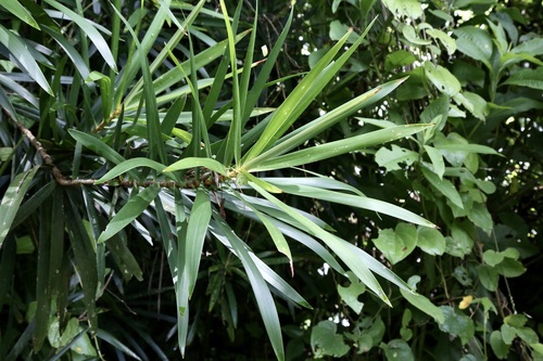 Dracaena usambarensis