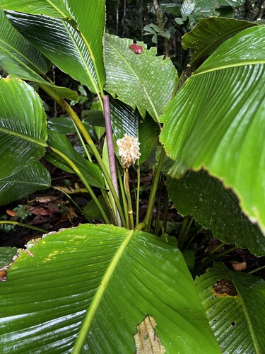 Goeppertia gymnocarpa (Goeppertia gymnocarpa)