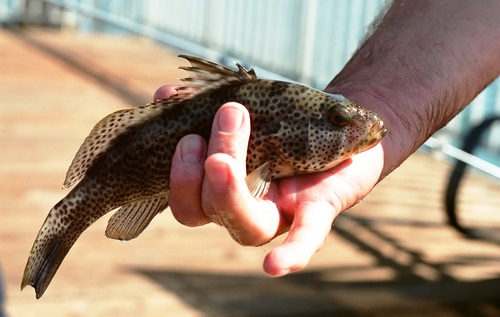Spotted sand bass (Paralabrax maculatofasciatus) — Serranidae — 2