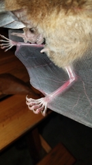 Chrotopterus auritus