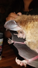Chrotopterus auritus