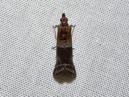 Paler Moodna Moth photo 5