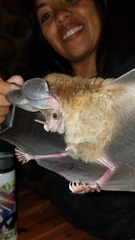 Chrotopterus auritus