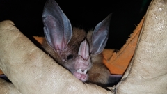 Chrotopterus auritus
