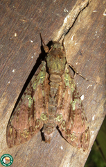 Cocytius beelzebuth