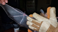 Chrotopterus auritus