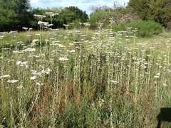 Eriogonum multiflorum