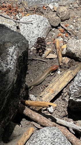 iNaturalist observation photo of Gilbert's Skink