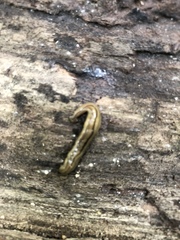 Bipalium pennsylvanicum