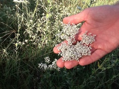 Eriogonum multiflorum