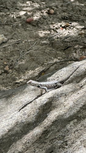 iNaturalist observation photo of Common Sagebrush Lizard
