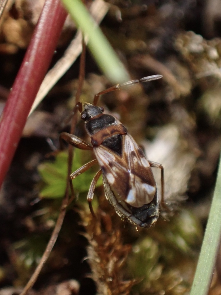 Scolopostethus patruelis