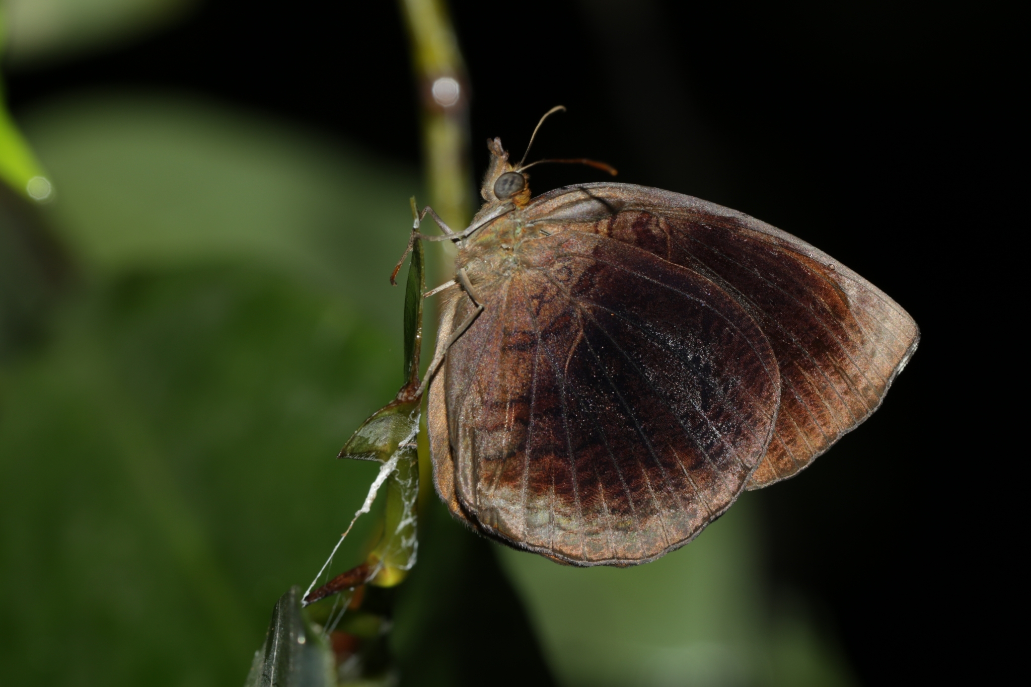 Common Castor