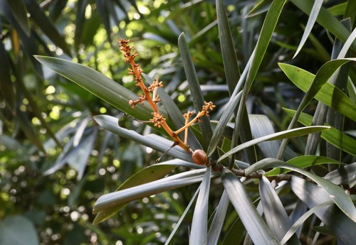 Dracaena usambarensis, photograph 4
