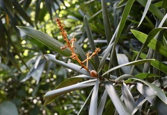 (c) Dr. Alexey Yakovlev, some rights reserved (CC BY) Dracaena usambarensis, photograph (c) Dr. Alexey Yakovlev, some rights reserved (CC BY)