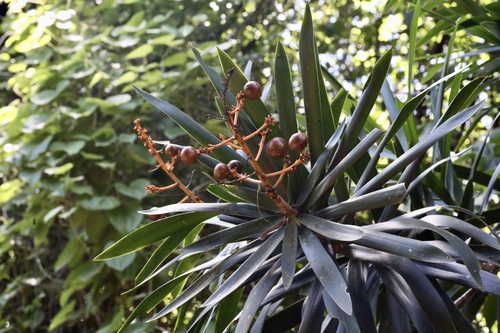 Dracaena usambarensis, photograph 3