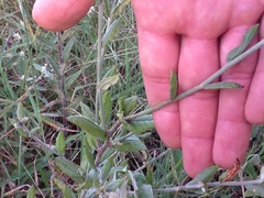 Eriogonum multiflorum