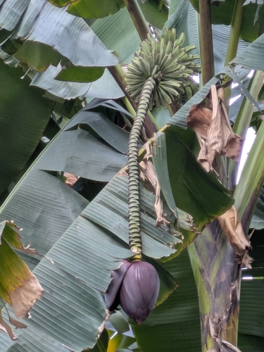 Musa basjoo