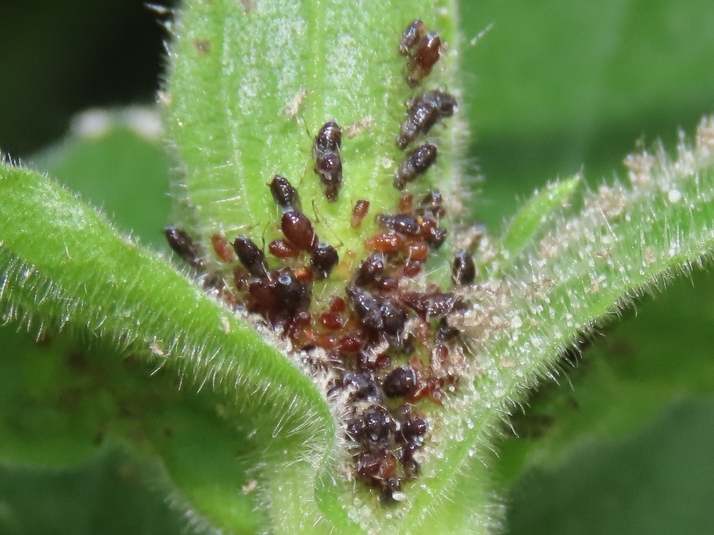 Brachycaudus klugkisti