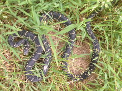 Lampropeltis nigra