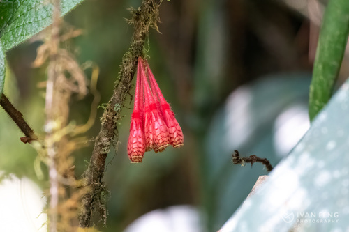 Agapetes ciliata
