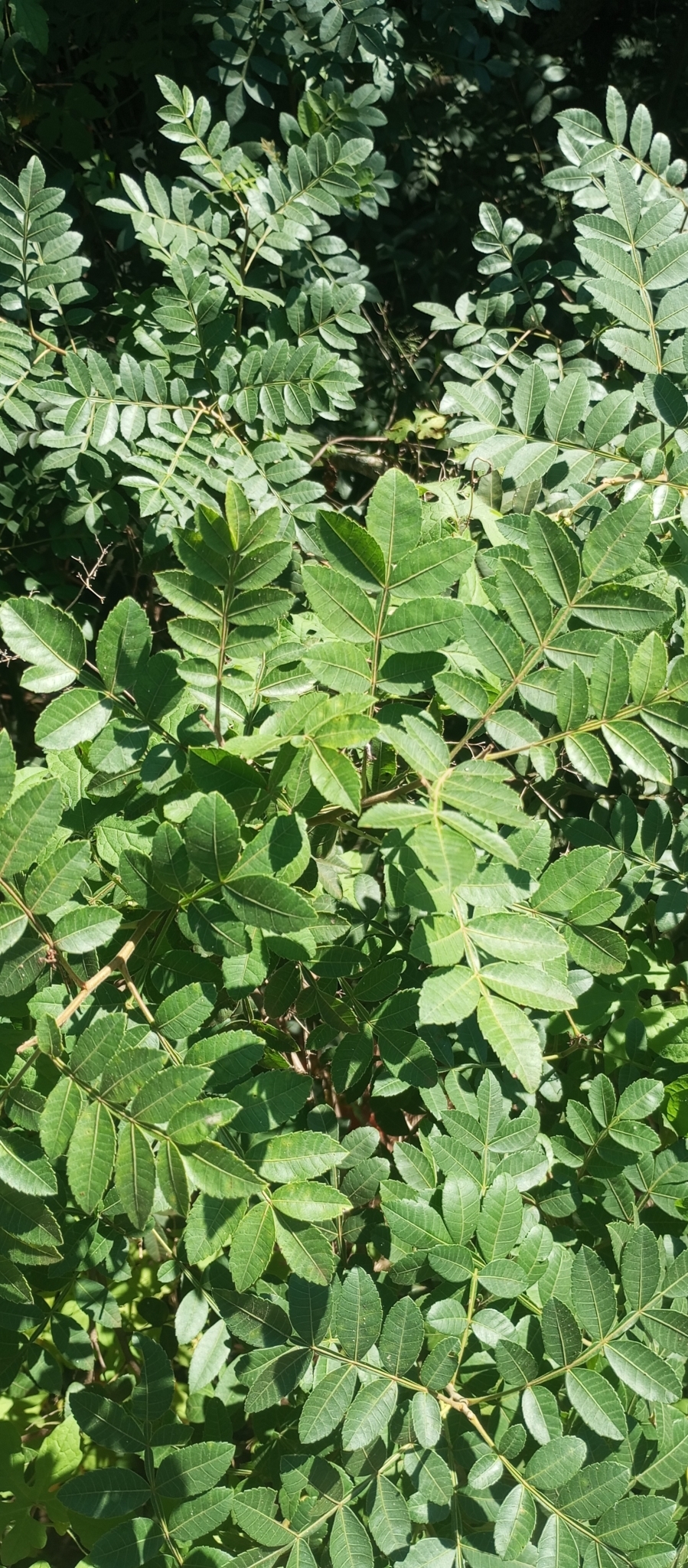 Schinus terebinthifolia