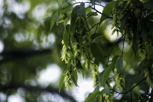 Carpinus monbeigiana