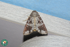 Condica mimica