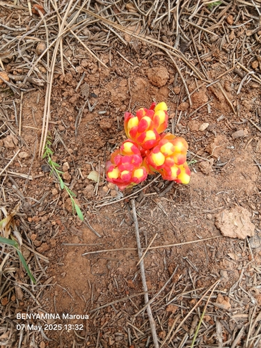 Yellow Cytinus