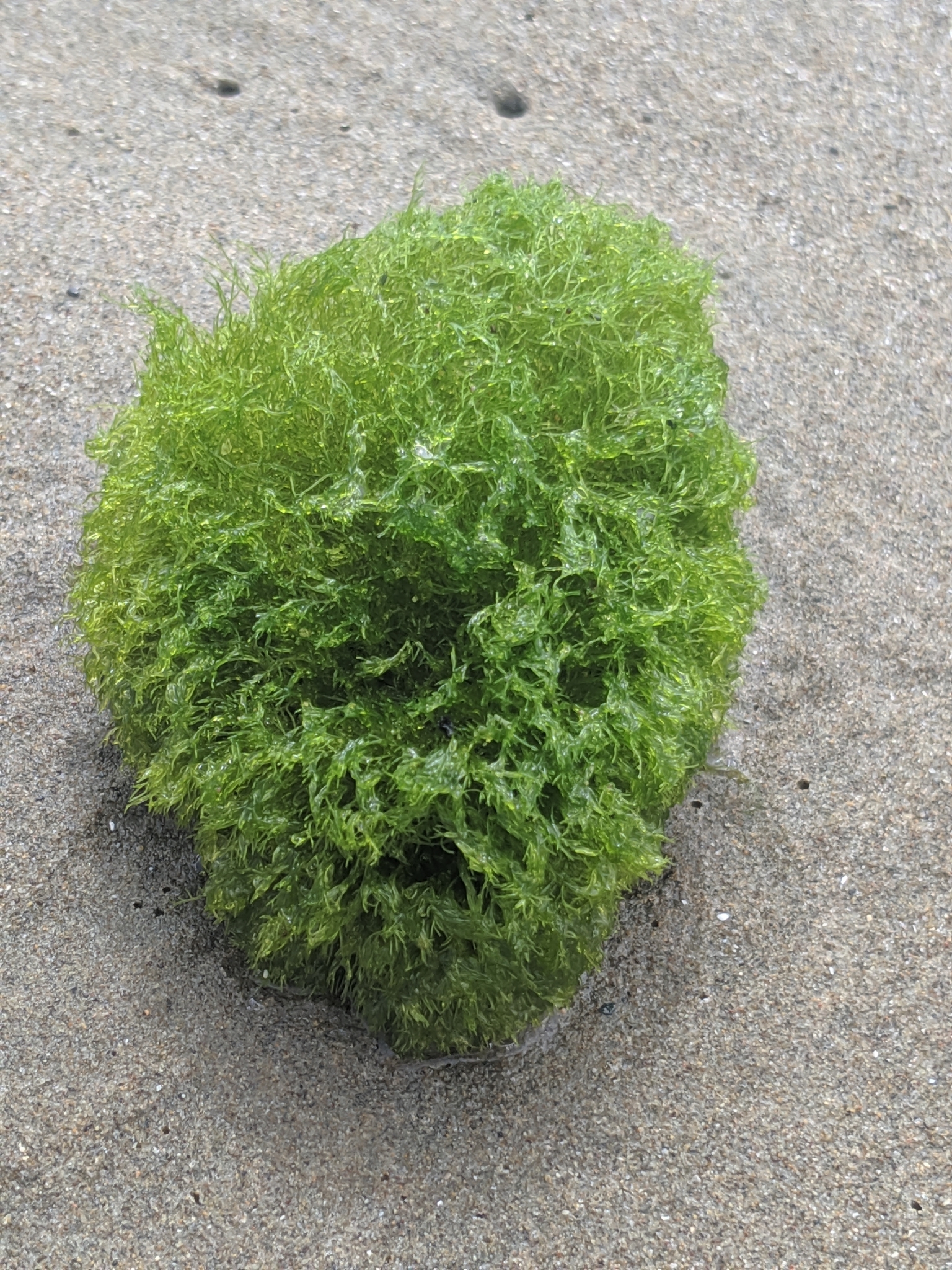 Cladophora columbiana