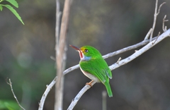 Todus multicolor