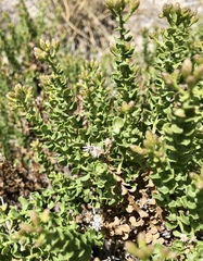 Ericameria cuneata