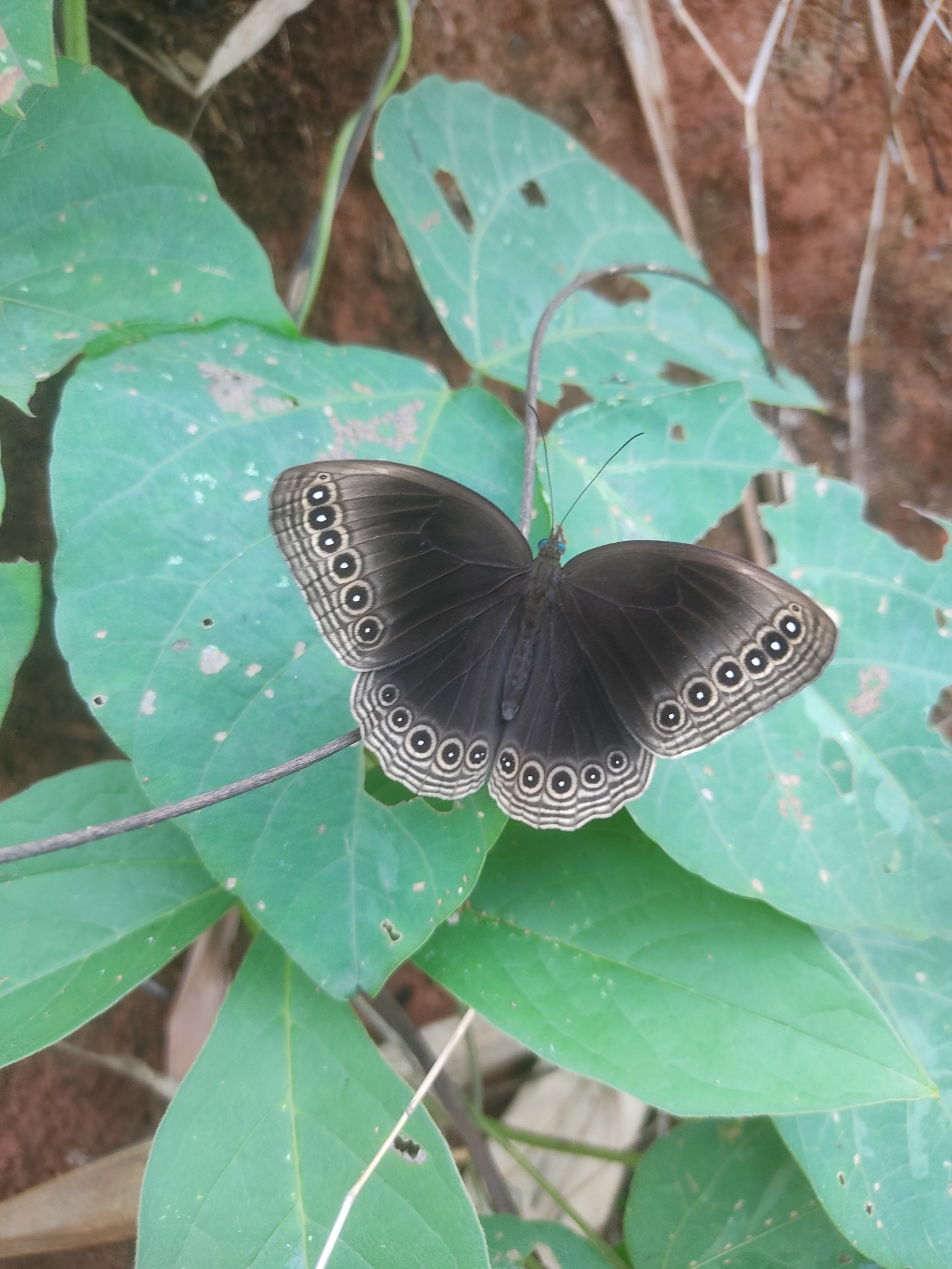 Dusky Diadem