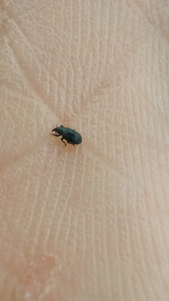 Gymnetron melanarium
