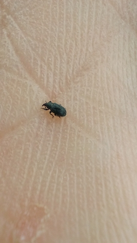 Gymnetron melanarium
