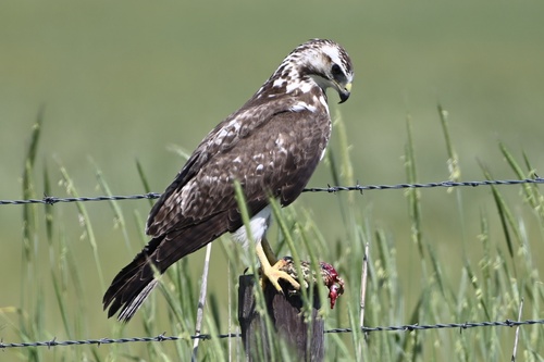 Swainson's Hawk photographed in Oklahoma
