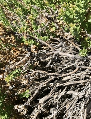 Ericameria cuneata