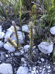 Struthiola tomentosa