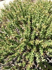 Ericameria cuneata
