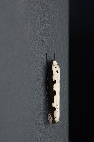 Viper's Bugloss Moth, Bemmel, Nederland, photo 8 of 10