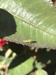 Graphocephala fennahi