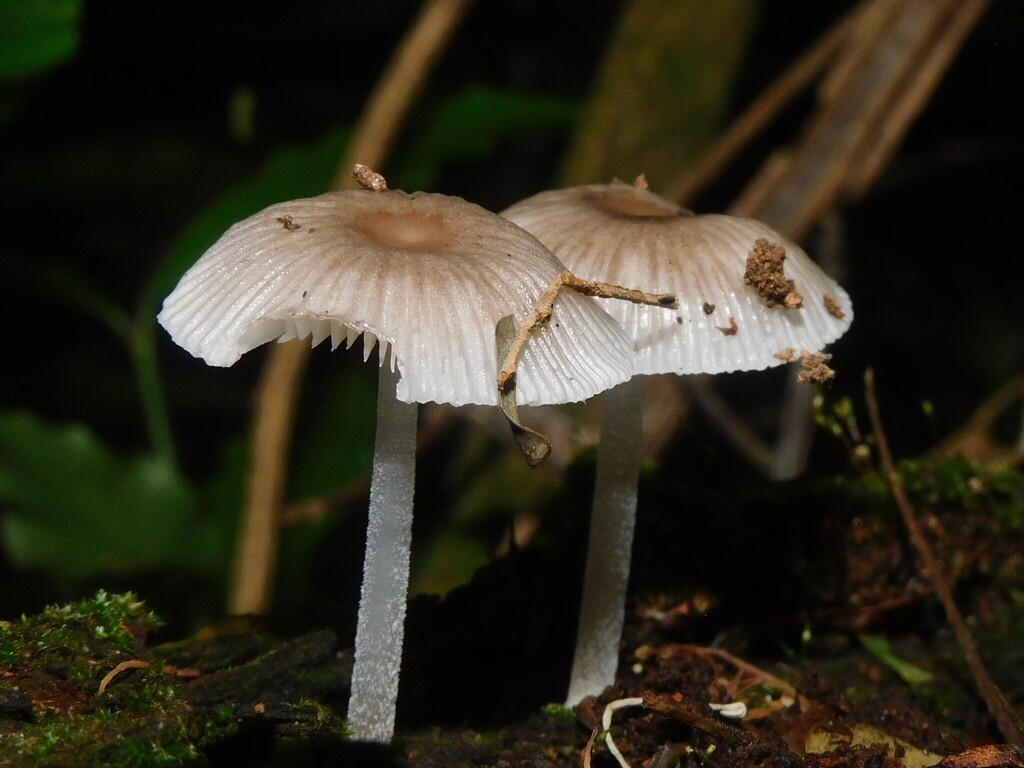 Mycena fumosa