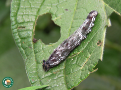 Consul fabius drurii