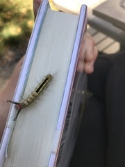 Orgyia leucostigma
