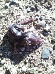 Notiosorex crawfordi