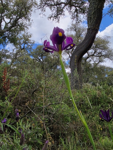 Image of Iris filifolia by (c) Jacek Pietruszewski, some rights reserved (CC BY)