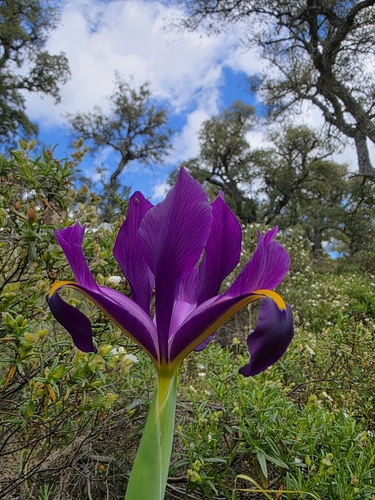 Image of Iris filifolia by (c) Jacek Pietruszewski, some rights reserved (CC BY)
